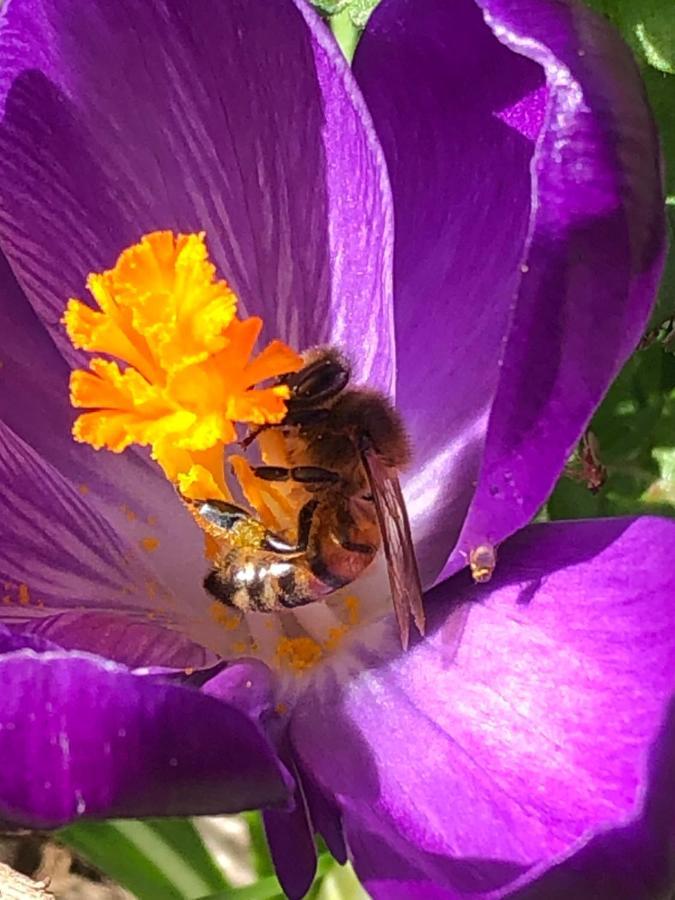La Ferme Du Chateau Beire-le-Châtel エクステリア 写真
